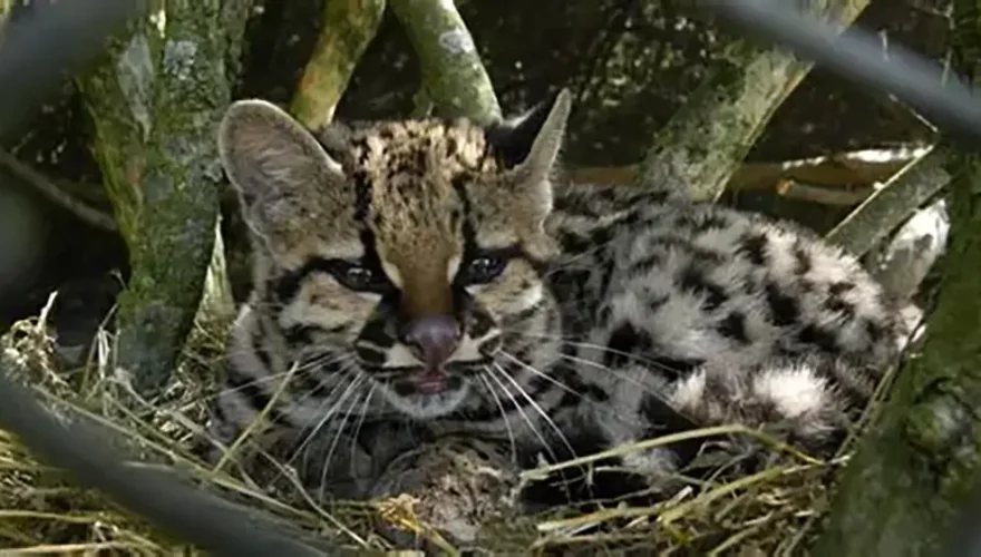 De una casa en Bello al bosque: la historia de un margay recuperado del tráfico ilegal De una casa en Bello al bosque: la historia de un margay recuperado del tráfico ilegal