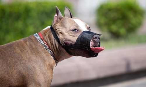 Big brown dog in black muzzle on street.