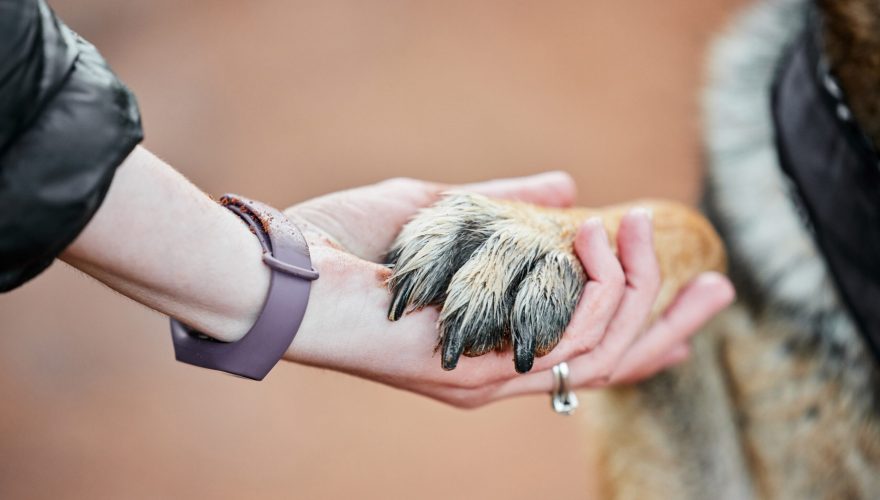 Foto: Envato