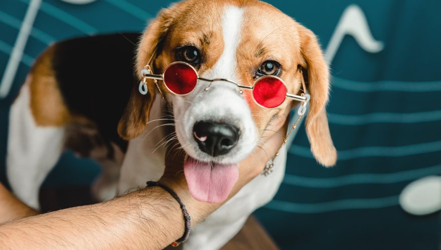 Foto: Pixabay (Petfoto)