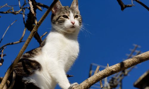 Foto: Pexels (fred)
