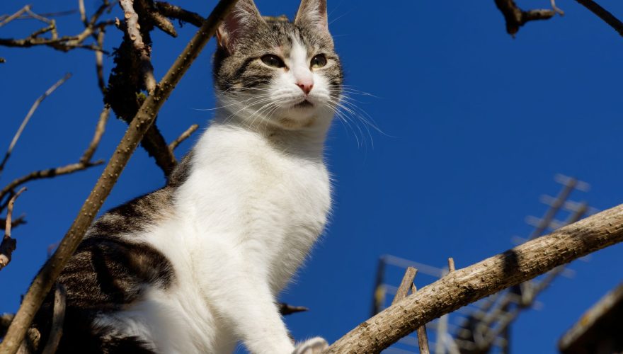 Foto: Pexels (fred)