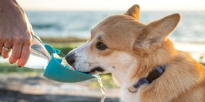 Foto: Pexels (Gever)