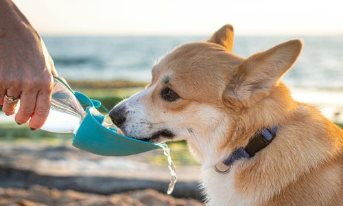 Foto: Pexels (Gever)