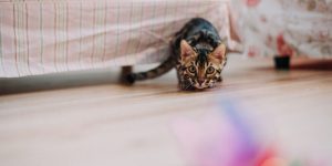 Foto: Pexels (helen1)