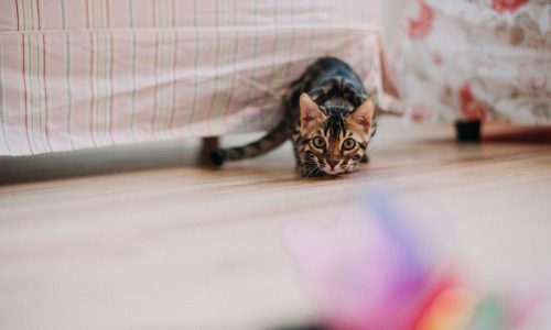 Foto: Pexels (helen1)
