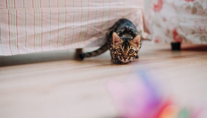 Foto: Pexels (helen1)