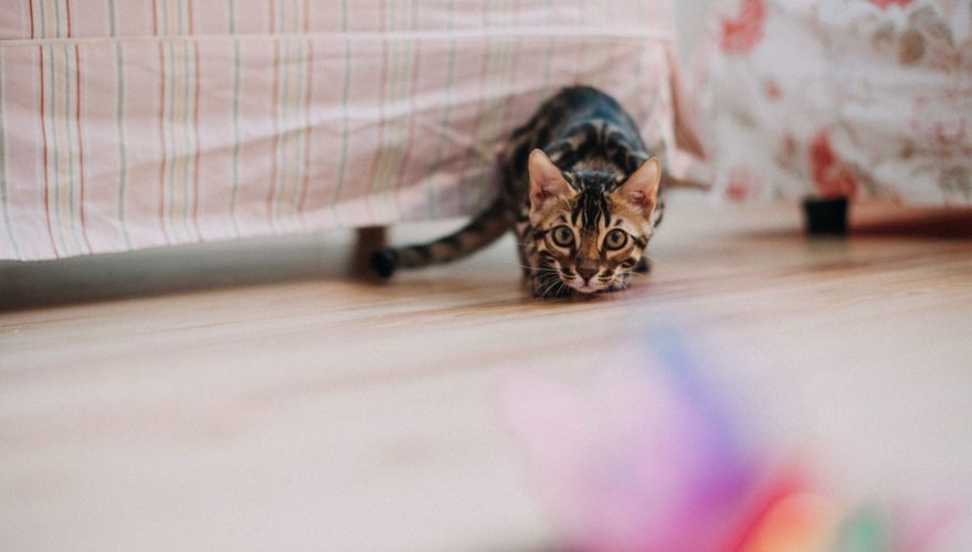 Foto: Pexels (helen1)