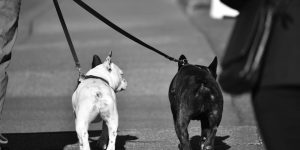 Foto: Pexels (WR Heustis)