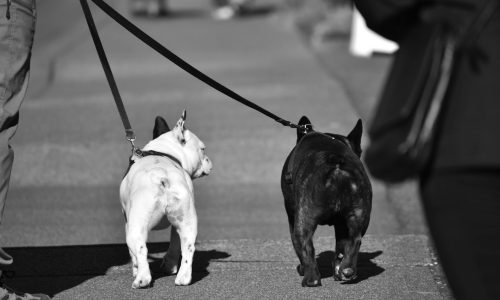 Foto: Pexels (WR Heustis)