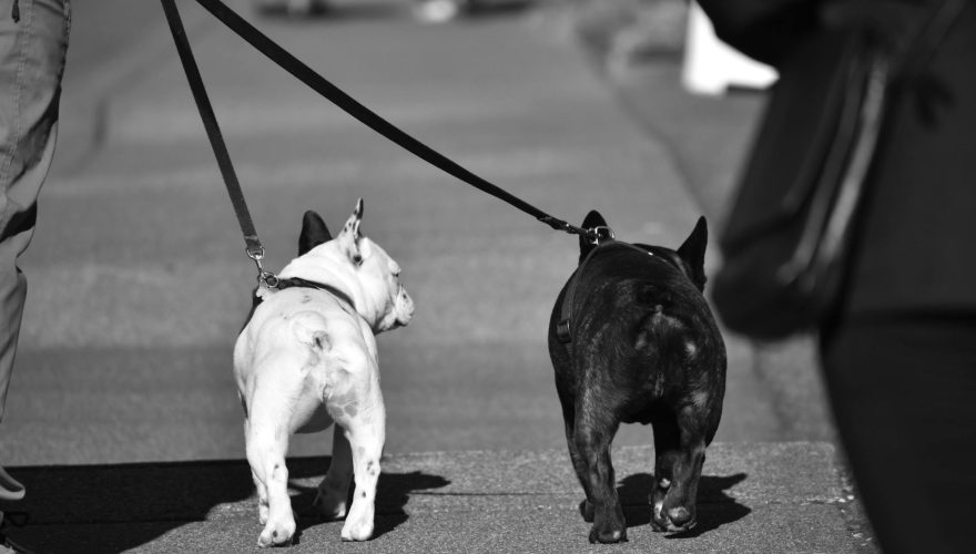 Foto: Pexels (WR Heustis)