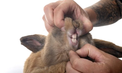 Foto: Envato