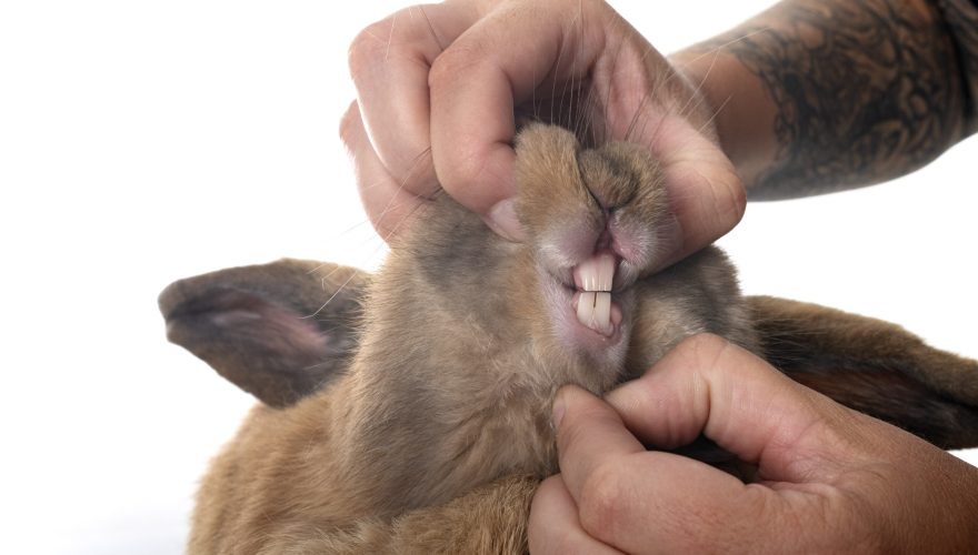 Lop rabbit in studio Foto: Envato
