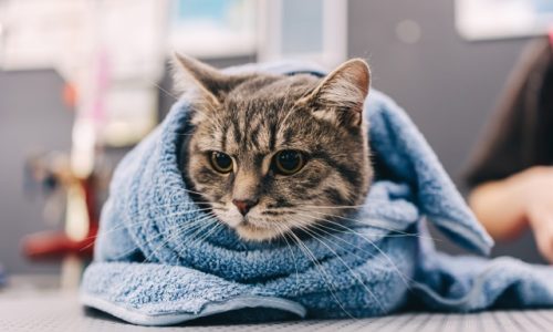 Foto: Envato