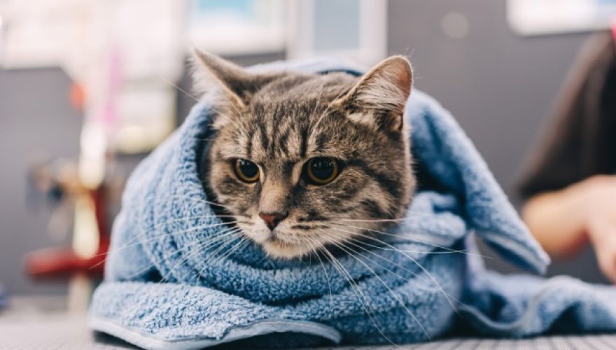 Foto: Envato