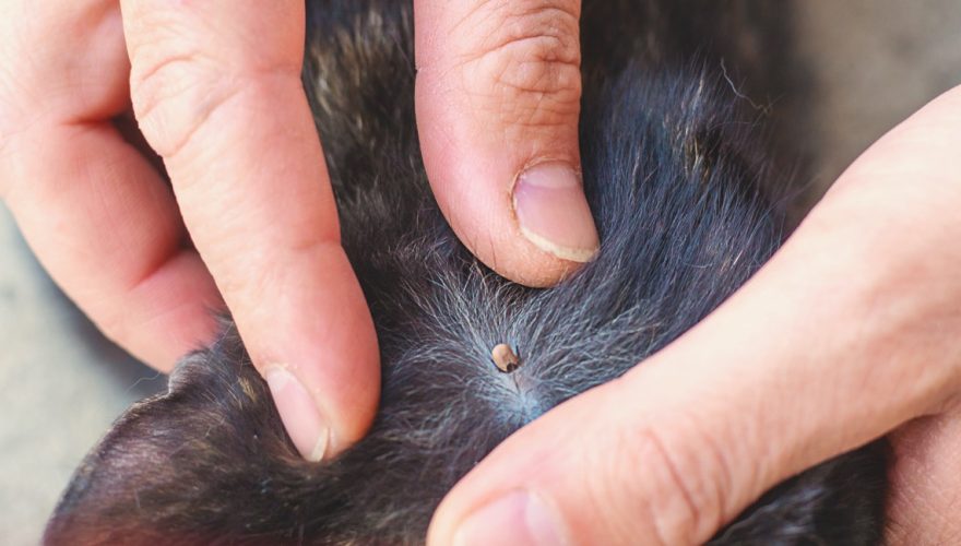tick on a cat. Selective focus. Foto: Envato