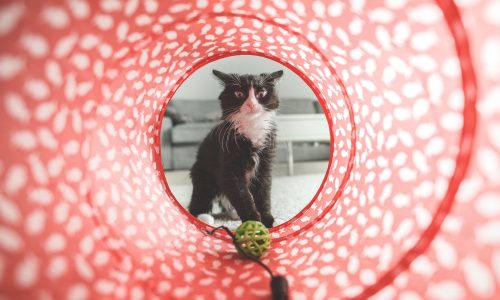Foto: Pixabay (tookapic cat)