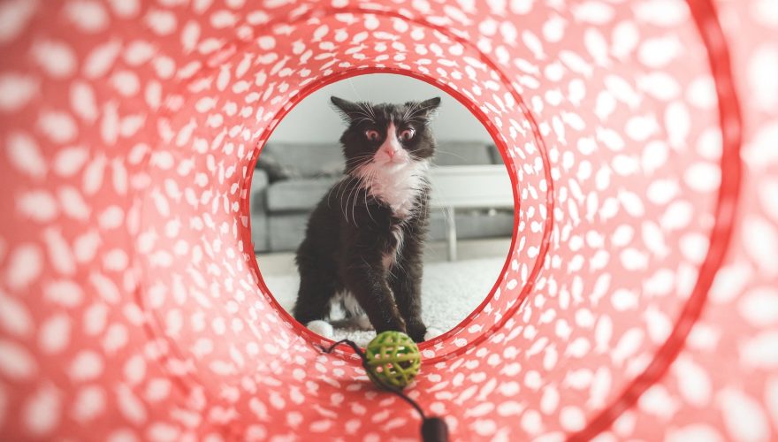 Foto: Pixabay (tookapic cat)